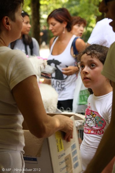 2012-07-01 B & B - Bedlington & Bichon Fun Day (257)_1000x1500.jpg